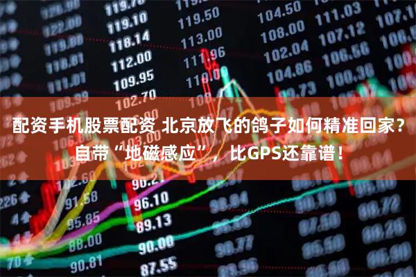 配资手机股票配资 北京放飞的鸽子如何精准回家？自带“地磁感应”，比GPS还靠谱！