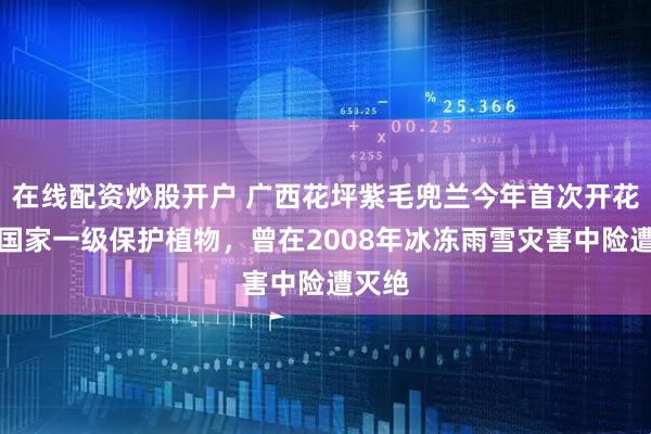 在线配资炒股开户 广西花坪紫毛兜兰今年首次开花，系国家一级保护植物，曾在2008年冰冻雨雪灾害中险遭灭绝